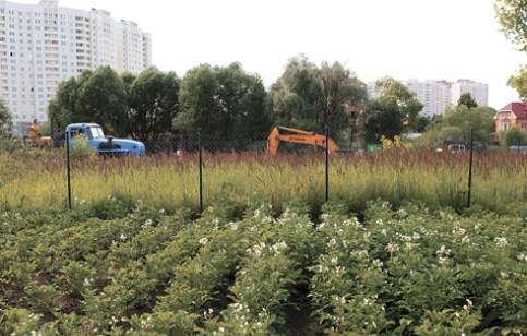 Кроме картошки в огородах жителей Фетищевской улицы растут новостройки