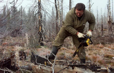 Вырубка лесопарка