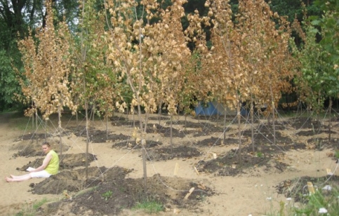 Серебряный бор, 2012 год.