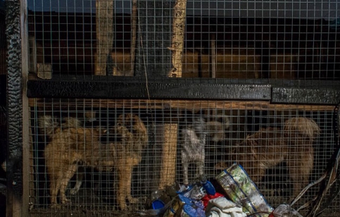 Собаки в сгоревшем приюте