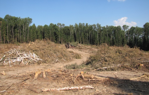 Просека в Химкинском лесу