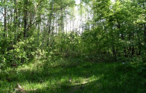 Кузьминский лесопарк