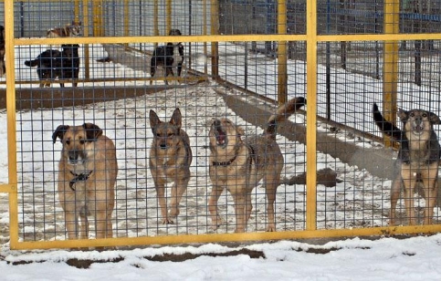 Собачий питомник