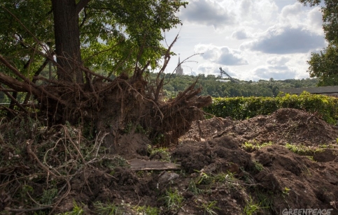 Вырубка в "Лужниках"/ Фото: Гринпис России