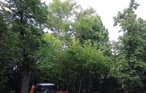 Вырубка у Ильинского ради съезда к коттеджам