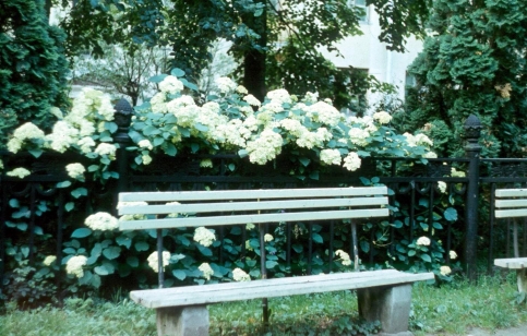 Сад им.Травникова